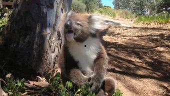 娱乐吃瓜酱考拉打架,娱乐吃瓜酱背后的神秘冲突揭秘